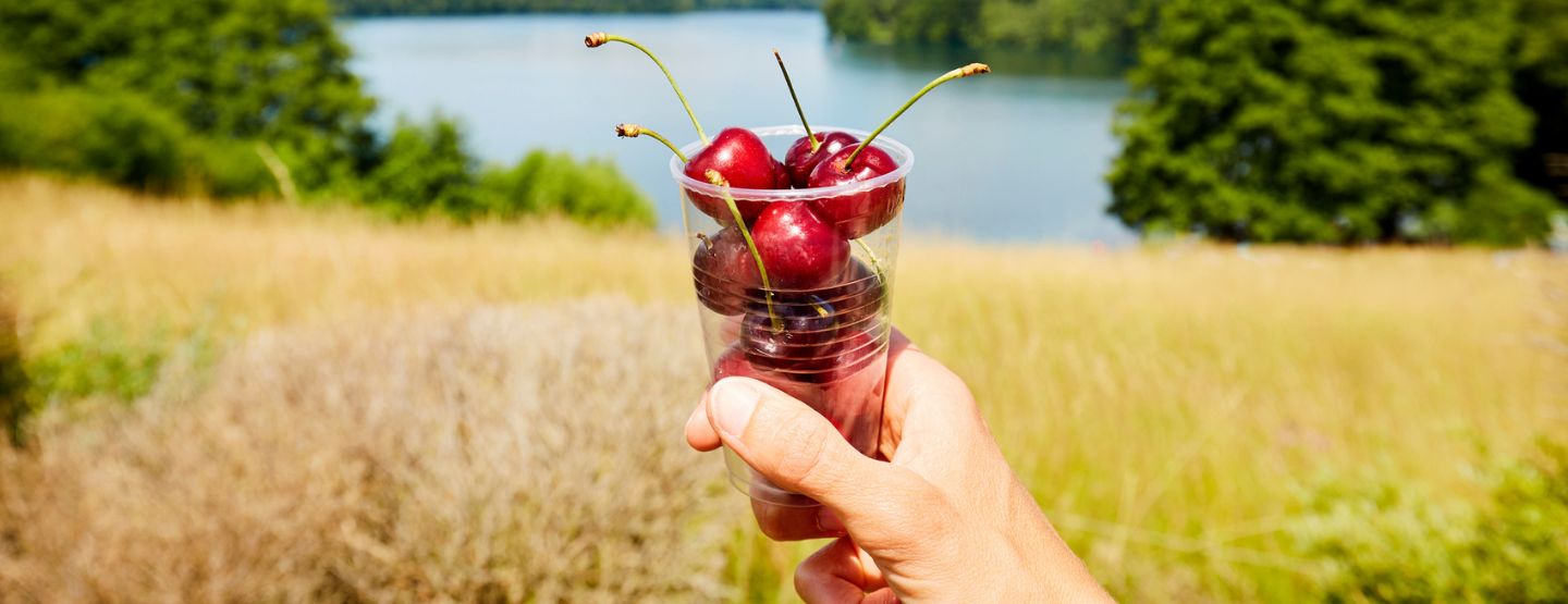 Hand holding plastic cup of fresh cherries.