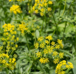 A close up image of the flowers on a Wild Parsnip plant