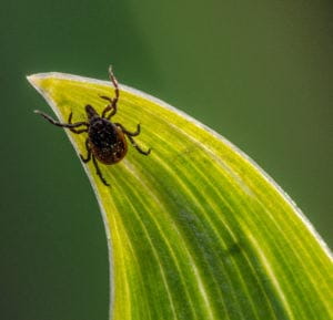 A close up image of tick on a leaf