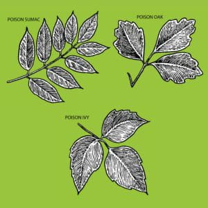 A diagram showing showing the different types of common poison plants - Poison Ivy, Poison Oak, and Poison Sumac.