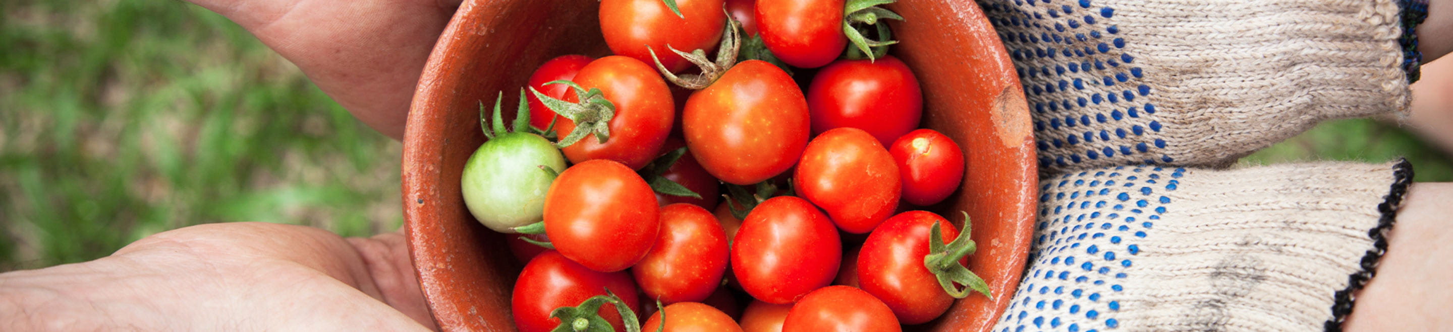 Local growers show a bowl of tomatoes encouraging community health
