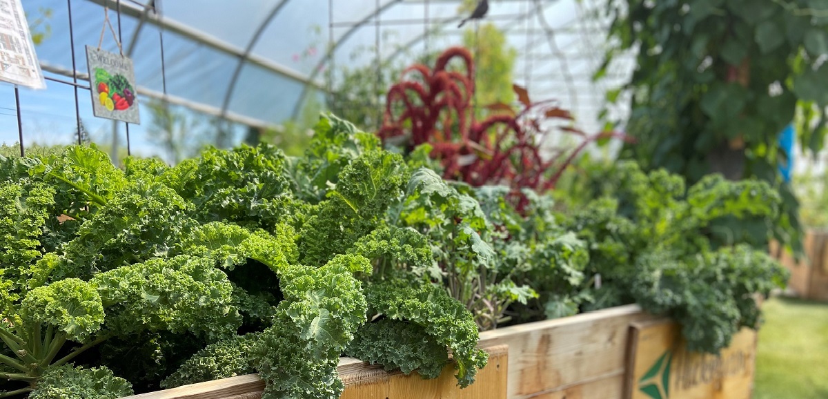 A wooden crate of different green vegetables.
