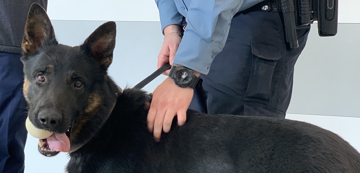 A close up on a canine who is both a security dog and a comfort pet.